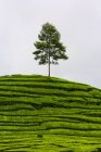 Indonesien, Bandung, Ciwidey, einsamer Baum auf Teeplantage — Stockfoto