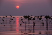Vista panoramica di alberi di mangrovie al tramonto, Thailandia — Foto stock