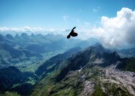 Хищная птица, летающая над горой Сантис, Швенде, Швейцария — стоковое фото