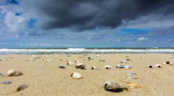 Vista panorámica de las conchas marinas en la playa, De Cocksdorp, Holanda - foto de stock