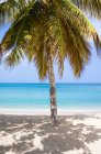 Scenic view of Caribbean sea, Antigua, Palm tree on sandy beach — Stock Photo