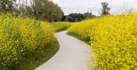 Beautiful view of footpath through Flowers — Stock Photo