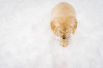 Visão aérea do cão de cachorro golden retriever na neve — Fotografia de Stock