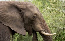 Portrait of beautiful elephant muzzle against green background — Stock Photo