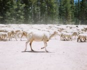 Большое стадо овец, Вайоминг, Америка, США — стоковое фото