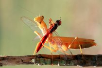 Богомол с добычей насекомых, стоящей на деревянной ветке — стоковое фото