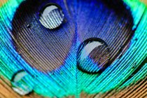 Macro shot di gocce d'acqua su una piuma di pavone — Foto stock