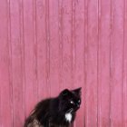 Gato sentado frente a una pared rosa - foto de stock