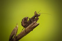 Mantis en rama contra fondo borroso - foto de stock