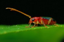 Primo piano di un insetto su una foglia contro sfondo sfocato — Foto stock