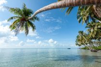 Scenic view of palm tree on beach overhanging ocean, Semporna, Sabah, Malaysia — Stock Photo