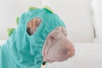 Portrait of white sad Chinese Shar-Pei dog dressed as green dragon, side view — Stock Photo
