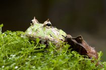 Close-up view of Pacman frog and horned frog, Indonesia — Stock Photo
