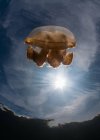 Gros plan des méduses au soleil sous l'eau dans l'océan — Photo de stock