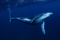 Горбатые киты плавают под водой, Тонга, южная часть Тихого океана — стоковое фото