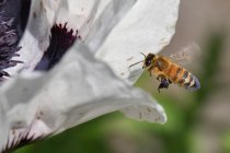 Fechar-se de uma abelha e flor de papoula branca contra fundo borrado — Fotografia de Stock