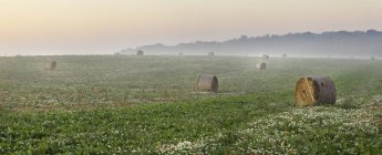 Мальовничим видом тюки сіна в поле, графстві Дорсет, Англія, Великобританія — стокове фото