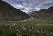 Vue panoramique sur les fleurs sauvages dans la vallée de Spiti, Lahul et Spiti, Himachal Pradesh, Inde — Photo de stock