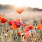 Крупним планом макові квіти на заході сонця, розмитий фон — стокове фото
