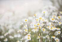Close-up view of pretty daisies flowers against blurred background — Stock Photo