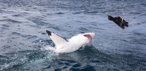 Great white shark hunting dummy seal — Stock Photo