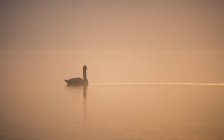 Cigno che nuota su un lago nella nebbia mattutina — Foto stock
