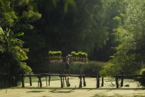 Mann geht auf Holzbrücke und trägt Reispflanzen, Thailand — Stockfoto
