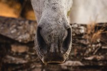 Nahaufnahme einer niedlichen weißen Pferdenase — Stockfoto