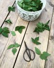 Ground elder or aegopodium podagraria green leaves and scissors on wooden table — Stock Photo