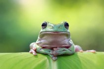 Пухнаста біла деревна жаба, розмитий фон — стокове фото
