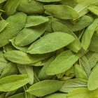Close-up of fresh Sage leaves in heap — Stock Photo