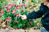 Boy pointing at blooming flowers outdoors — Stock Photo
