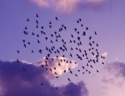 Flock of wild birds on violet sky at sunset — Stock Photo