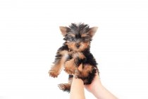 Human hands lifting a puppy yorkie dog in air against white background — Stock Photo