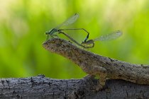 Dos damiselas apareándose sentadas en la cabeza de un lagarto sobre un fondo borroso - foto de stock