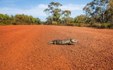 Vista panorámica de lagarto caminando a través de la carretera - foto de stock