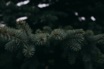 Гілки дерев ялина Fir, крупним планом — стокове фото