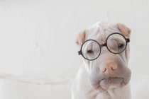 Portrait of white Chinese Shar-Pei dog with glasses — Stock Photo