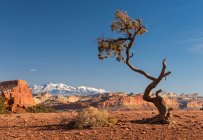 Мальовничий вид на дерево в пустелі, штат Юта, США — стокове фото