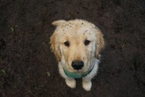 Golden retriever cachorro cão com um rosto sujo — Fotografia de Stock
