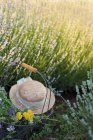 Basket with fresh picked flowers and hat in lavender field — Stock Photo