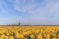 Campo de narcisos con un molino de viento en la distancia, Países Bajos - foto de stock