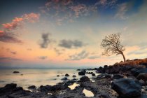Vista panorámica del árbol en la costa rocosa, West Nusa Tenggara, Indonesia - foto de stock