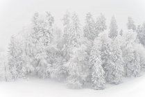 Мальовничий вид на снігові покриті дерева взимку — стокове фото