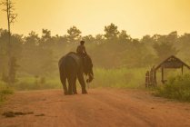 Mahout uomo a cavallo elefante all'alba, Thailandia — Foto stock