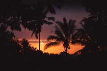 Indonesien, Bali, Ubud, Palmen vor Sonnenuntergang — Stockfoto
