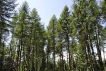 Vue panoramique sur la forêt de pins — Photo de stock