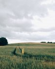 Visão traseira da mulher em pé no campo de trigo no dia nublado — Fotografia de Stock