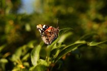 Крупный план бабочки, сидящей на листе на размытом фоне — стоковое фото