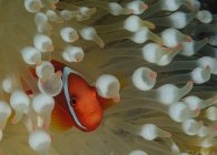 Nahaufnahme von Clownfischen, die sich in Korallen unter Wasser verstecken — Stockfoto